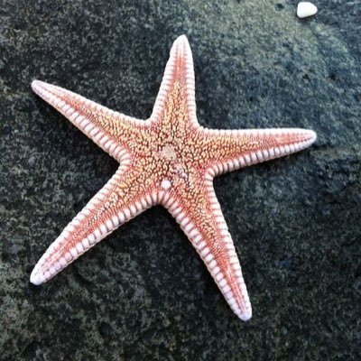 bronotsrs445's profile picture. 