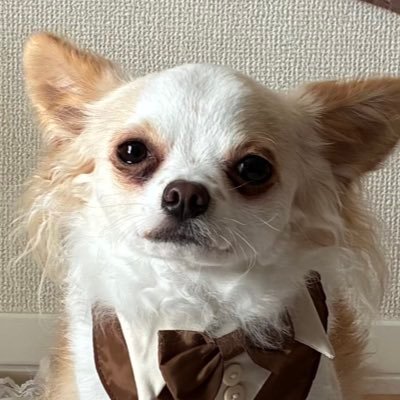 Chihuahualto822's profile picture. チワワの男の子/🎂2023.08.22/🏠2023.12.20