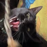 Liberen a Palestina (@uomveramdirimda) 's Twitter Profile