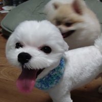 ゆゆゆ (@u_u_yuyuyu_n_u) 's Twitter Profile