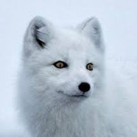 Bianco (Cocoa) 🇮🇹🦊 (ผ่านแล้ว) (@bianco_tyu) 's Twitter Profile