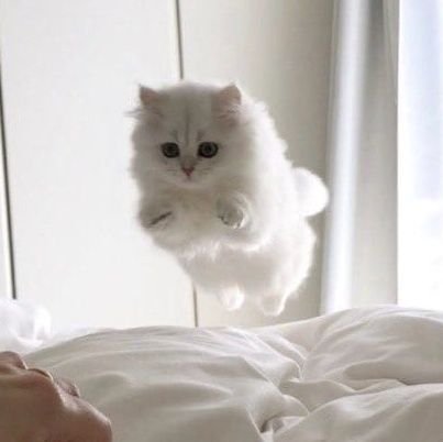 Living with a cat makes every day a little more special!😻😃