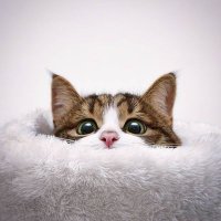 Kit (@_kitpusa_) 's Twitter Profile Photo Kit (@_kitpusa_) 's Twitter Profile Photo