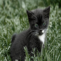 ariana_mas67238's profile picture. Professional who is pursuing financial independence through investing. Known for being liberal and organized and independent, with personal interests in writing
