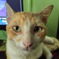 roman (@serenity2223) 's Twitter Profile