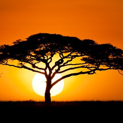 WasimVi's profile picture. 