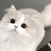 ねこ (@qpr8p7) Twitter profile photo ねこ (@qpr8p7) Twitter profile photo
