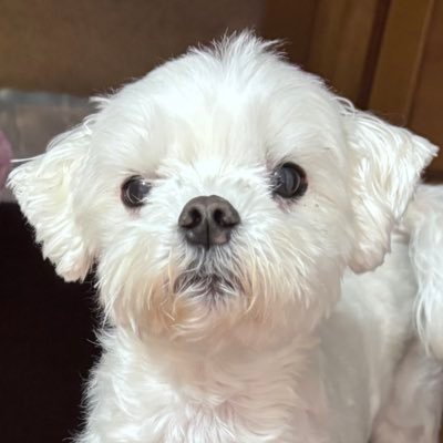 hanpen_petipeti's profile picture. 飛んでる心はピーターパン🧚