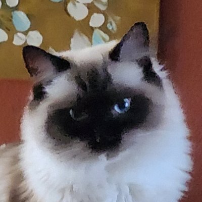 It's me, Francis! I am a Ragdoll and I live in beautiful Southern California. My pronouns are Floof/Tastic and I love fireflies, planes, fast cars, and food.