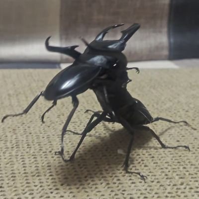 手塚作品、石ノ森作品、07th作品(主にひぐらし)、東リベ、ブルーロック等々アニメや漫画が好き
昆虫関係(クワガタ採集、飼育、標本作り等)
プロ野球ファン(阪神メイン、たまに日ハム、オリックス)
多趣味マンです。