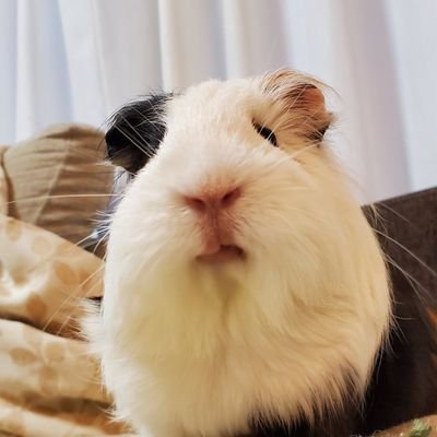 mamebubu98's profile picture. 女子プロレススターダムが大好きです❤️小学生娘と親子で楽しんでいます。スターライトキッド、安納サオリ大好き🐯🍠❤️