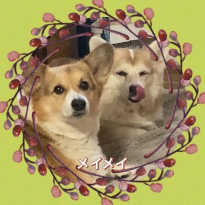 我が家のコギズ🐶🐶といろんなジャンルのピアニストさん応援してます。たくさんのイラストレーターさん楽しんでます。動物園、水族館、北海道の牧場など動物たちを見るのが好き。2022/03/21から朝活書写を始めました。