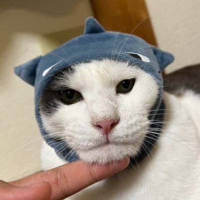 maa_iidesyou's profile picture. 