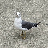 てんれゐ (@t3nnr3ire) 's Twitter Profile