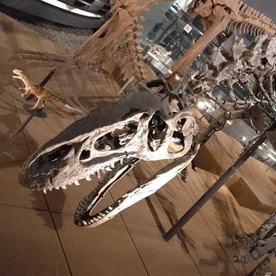 フラギリスはアロサウルス・フラギリスのフラギリスです。
ウルトラマンカードゲームやったり、遊戯王やったりしています。フィギュアも集めていたりします。fgoもちまちま進めてます。
一応、ビルダーズノートもやってます。