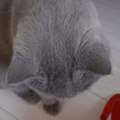 iwashioishiiyo's profile picture. Tokyo 平成一桁 ノノガ→ザスト→ラスピ STARGLOW ♨️ FC会員  BESTY🧢　無言フォロー失礼します！ 呼びタメ大歓迎です 2/1🌙 壁打ちFA垢は@momioroumai