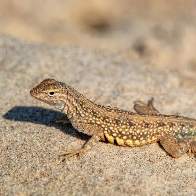 Toha3000k's profile picture. 