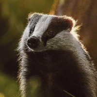 BADGER BADGER BADGER BADGER DACHCS (@dachcsdachs) 's Twitter Profile