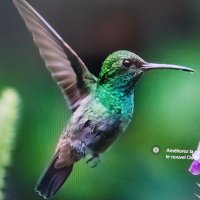 P'tit Colibri 🇨🇵 (@orage310444) 's Twitter Profile