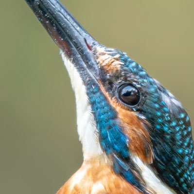 Nikon Z8 | Z180-600 | 野鳥・動物・風景 | カメラ📸時々釣り🎣
野鳥撮影は2025年7月から始めました🦆