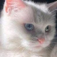 ChoMar (@chomar1158370) 's Twitter Profile