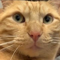 Stanford Langston (@web3stein) 's Twitter Profile