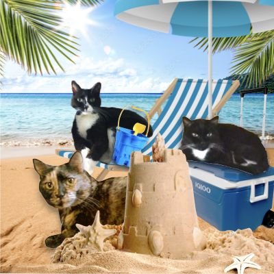 Angels Cinni, Oreo, and Hydrox Profile