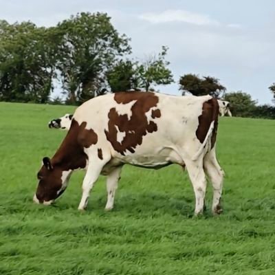 Full time dairy farming in the barony of duhallow in north cork, pedigree Holsteins
