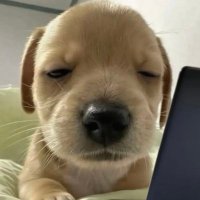 대학안가니 (@hapgyeokplease) 's Twitter Profile