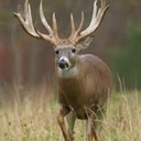 Ronald Laskowski - @buckjustice - Twitter