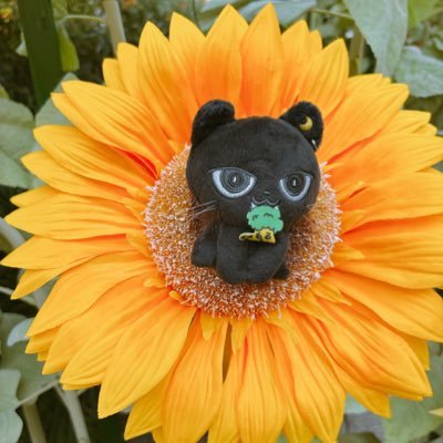 utkr_yuse's profile picture. 美彼を見て、八木勇征くんを好きになりました✩.*ライブを見てますます沼に…🫡ふぁんたろになりました🥺✨お気軽に絡んでください、よろしくお願いします😊한국말 조금 할 수 있어요✨他のオタクもしてるのでふぁんた以外のこともつぶやきます✨最近🇹🇭にも沼ってる🫣旅行も好きでたまにふらりと旅立ちます🤗