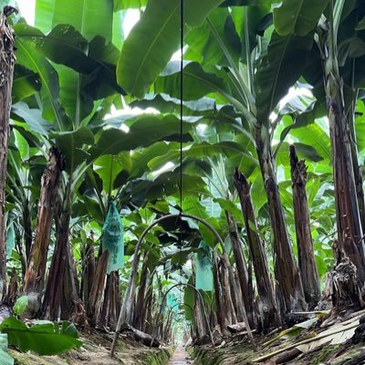 FdoCarvajal83's profile picture. .Fiat iustitia, et pereat Mundus.