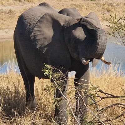 PerTolRuk's profile picture. Seguidor del @CDTOficial y componente de @IbericaCdt17