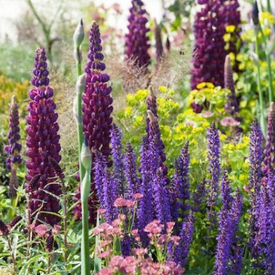 Midwinterspring's profile picture. 