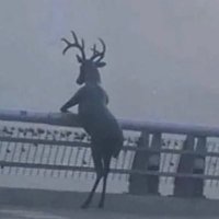 Coreydeer (@chancorey290574) 's Twitter Profile