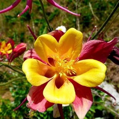 Callmecarol70's profile picture. Wyoming now