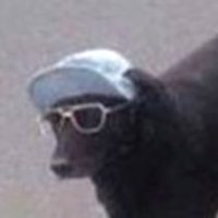 Dvckw00d (@dvckw00d) 's Twitter Profile