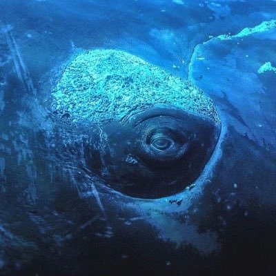 samsooma333's profile picture. my mercy prevails over my wrath-52 hertz