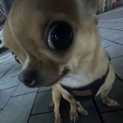 chorlordeska's profile picture. #dek68 | 18y | SCAS17🤯