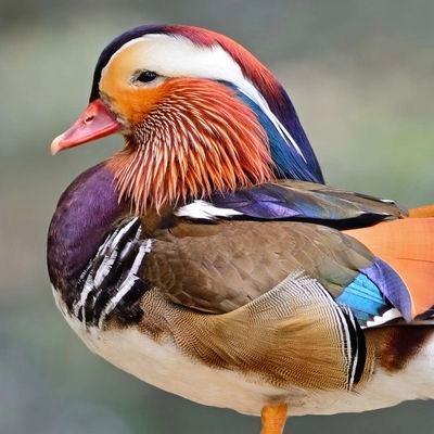 nferdDuckLife's profile picture. ➡️ @free |  @FreeTV_fr | ➡️ @bitdefender | ➡️ @norton | ➡️ @samsung |