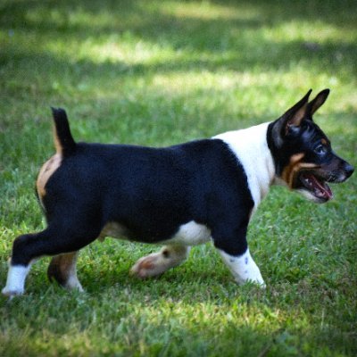 Patriot, Dog Breeder and an American all the way back to the Mayflower. XX not XY. My pronouns are she/her...duh. I won't respond to D.M.