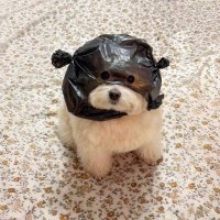 SereneSoul (@davidtheditto) 's Twitter Profile