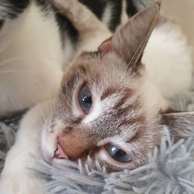 Calabria-
Associazione no-profit di volontariato che si occupa di recupero, assistenza ed adozione gatti oltre che di colonie feline e sterilizzazione randagi
