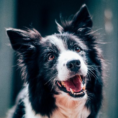 DogDailyZodiac's profile picture. Daily horoscopes for your furry friends! 🐶🌟 Discover what the stars say about your pet’s day. Share pics & join the fun! #DogHoroscopes