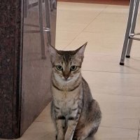 आम ka अचार (@aaamkaachaar) 's Twitter Profile