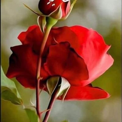 5yndikk's profile picture. يارب هون