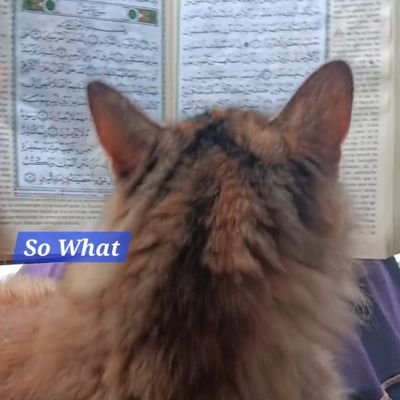 SoMystik's profile picture. ✌️So What est LÀ !Tu vas faire quoi maintenant? Il n'y a pas de Paix Sans Justice et ni de Justice Sans Paix..
J'humilie les mithos, négateurs, fashos