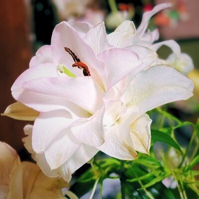 東北にいる33歳WM🍑🦢|ベイスターズファン|英語学習|12月にTOEIC受験|2025.3〜DWEミキパケ|毎日の学習log▷▷ https://t.co/8SqrAGrbst
