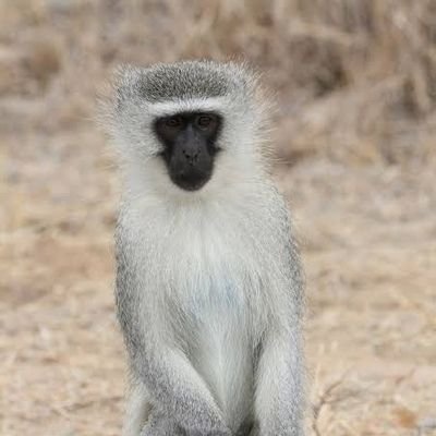 ACARUNAGIRI's profile picture. 