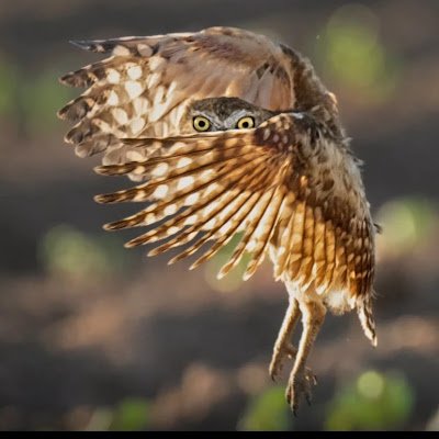 mgmccorvyc2's profile picture. 